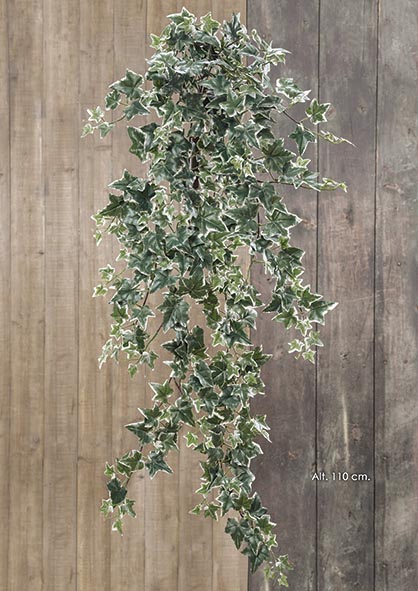 COLG. HIEDRA x 12-366h. 110 cm.Variegata