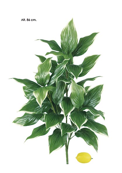 HOSTA PLANT. 86 cm. Natural.