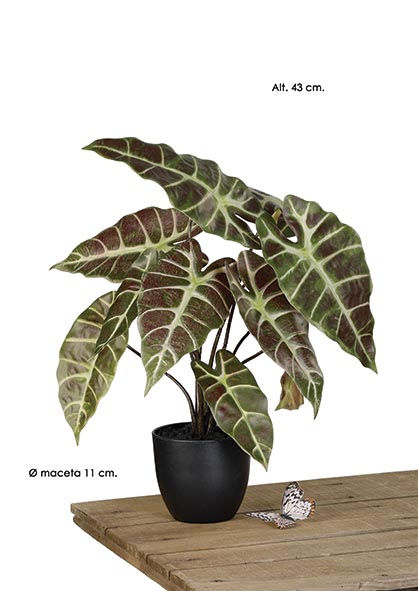 MACETA ALOCASIA x 10. 43 cm.Verde Oscuro
