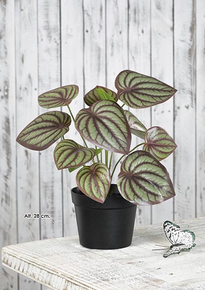 MACETA BEGONIA. 28 cm. Mixturado