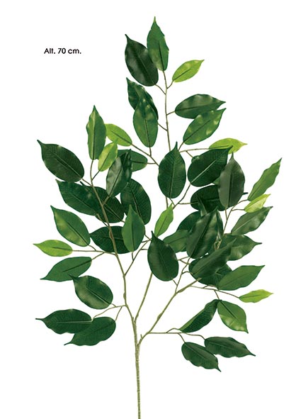 RAMA FICUS x 3. 48 h. Verde.