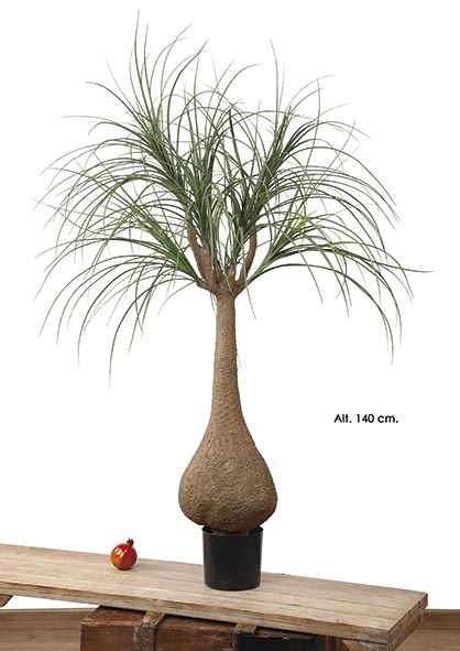 MACETA NOLINA. 140 cm. Verde