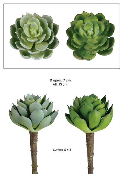 PICK SEMPERVIVUM. 13 cm. Surtido 6+6