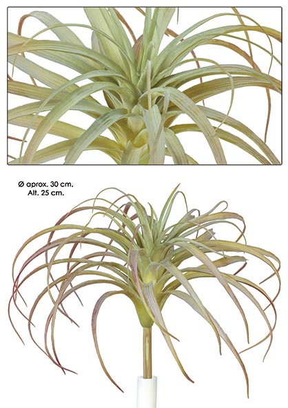 TILLANDSIA. Ø 30cm. Alt 25 cm. Mixt.