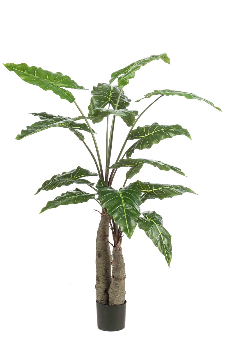 Alocasia giant tree 150cm/14lvs (knock-down packing)
