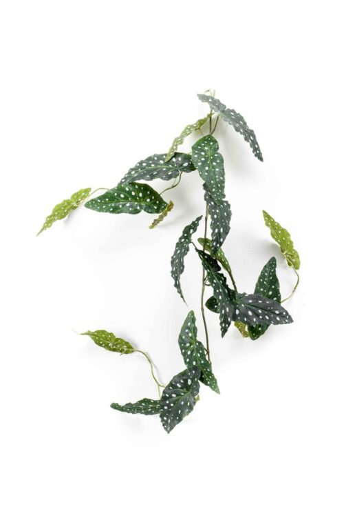 Begonia maculata garland green 120cm