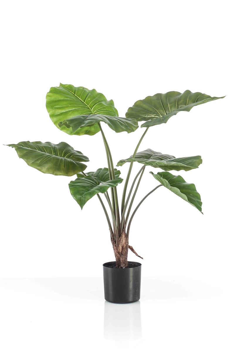 Alocasia plant in black pot 70cm