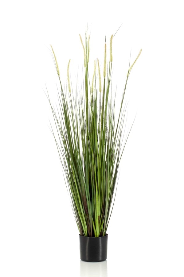 Alopecurus grass 120cm