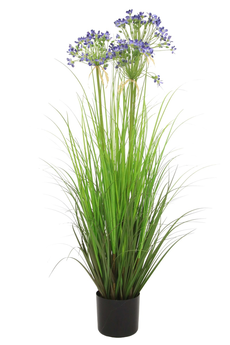 Agapanthus grass x3 blue 110cm