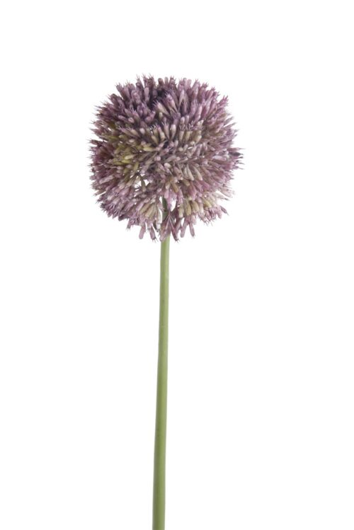 Allium stem 65cm lt purple