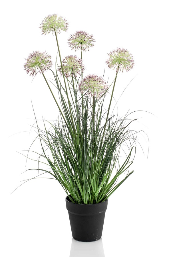 Allium grass x6 72cm in pot