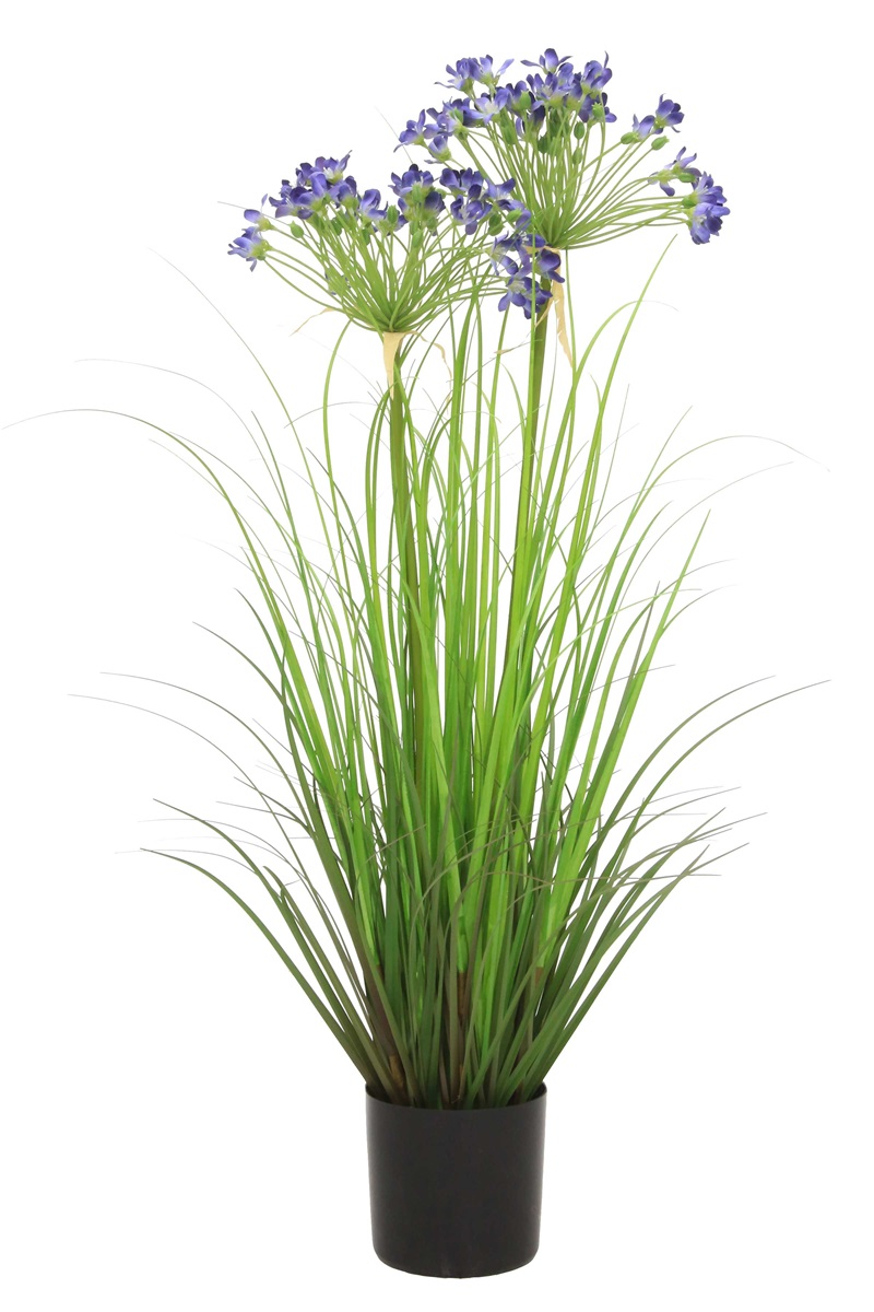 Agapanthus grass x2 blue 80cm