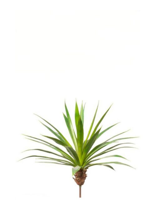 Agave plant grey/green 60cm/35lvs