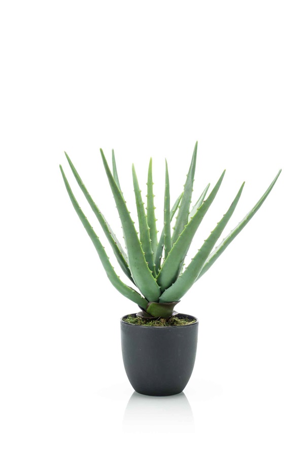 Aloe 35cm/ 13lvs in pot