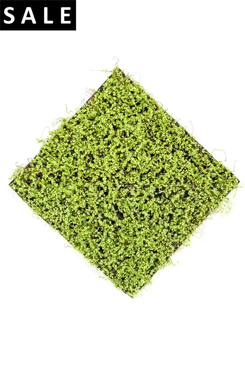 Soleirolia matt lt green 50x50cm