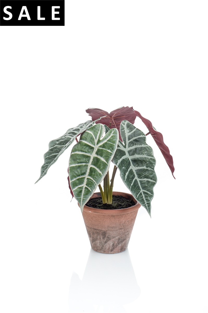 Alocasia 29cm in terra pot