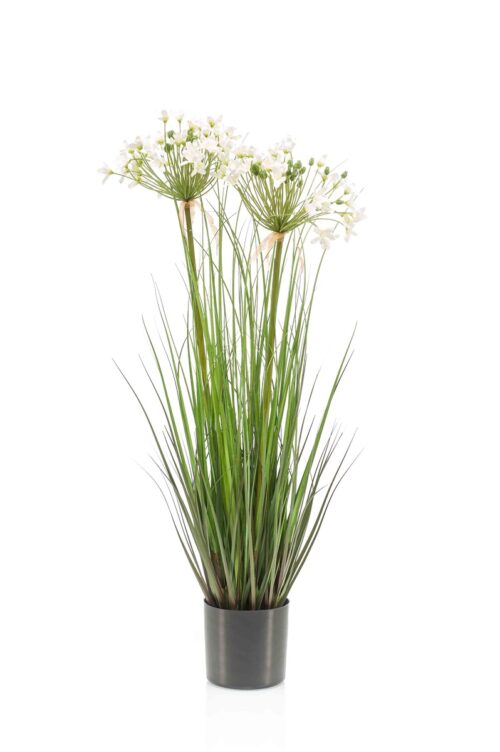 Agapanthus grass x2 white 80cm