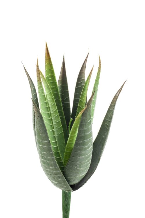 Aloe vera 23cm/15lvs green