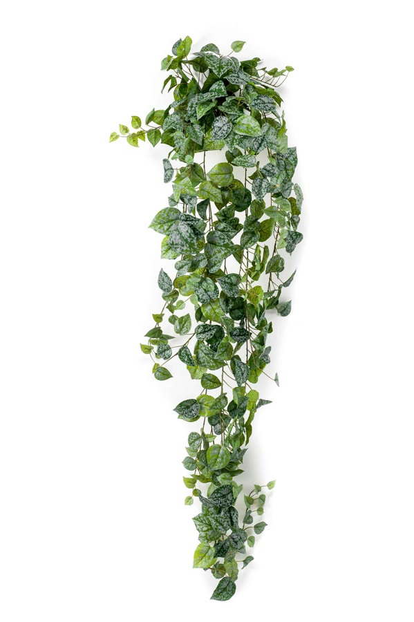 Scindapsus pictus hanging bush 180cm green/grey