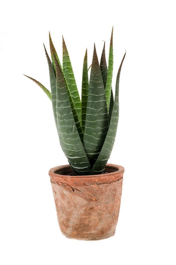 Aloe vera 23cm in tc pot aged round 11cm
