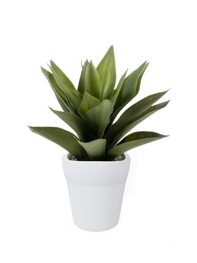 Agave bush 19cm/19 lvs grey in white pot 13.5cm