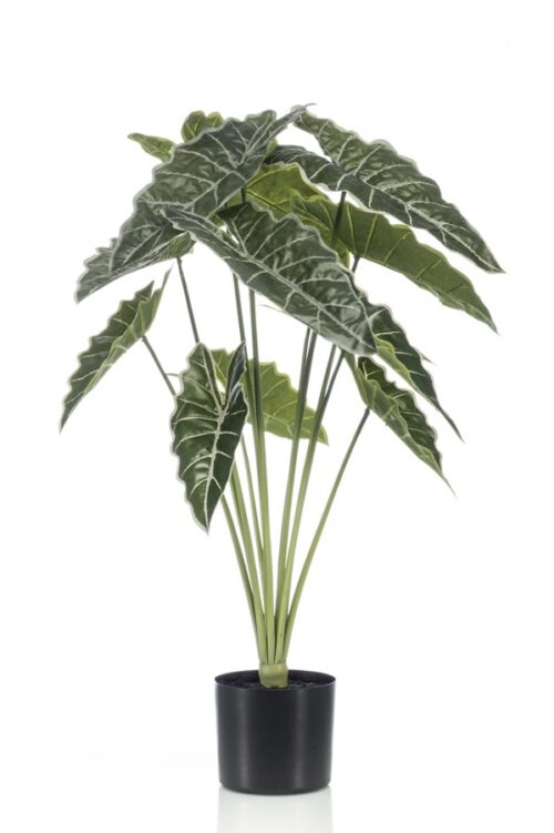Alocasia 80cm/12lvs