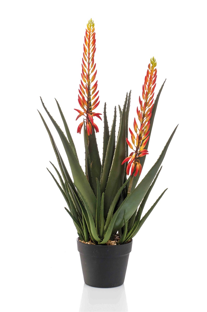 Aloe plant with 2 flowers orange 80cm