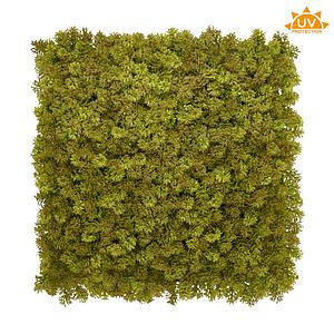 JARDIN LIQUENES 50X50CM